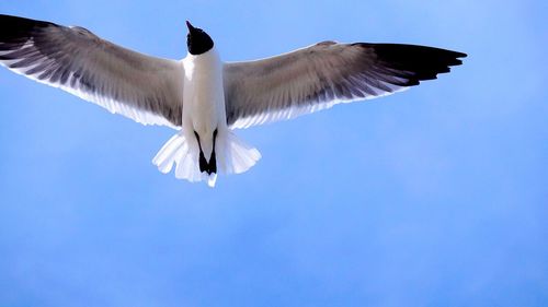 Directly below shot of black-headed gull flying in clear blue sky