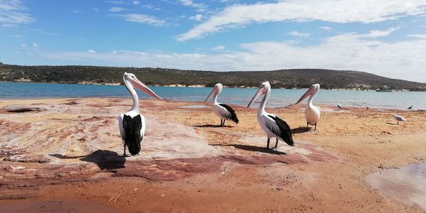 Seagulls on beach