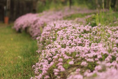 Close-up of purple flowering plants on field