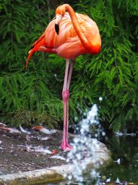 Close-up of a bird drinking water