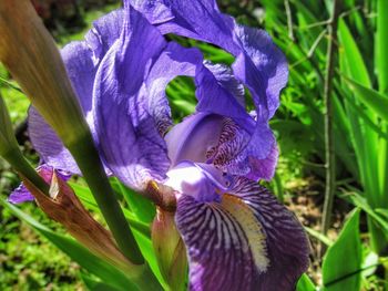 Close-up of purple flowers blooming outdoors