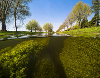 Lake by trees against sky