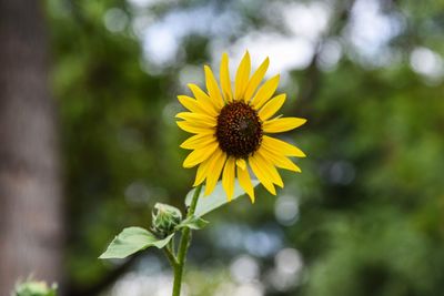 Close-up of yellow flower blooming outdoors