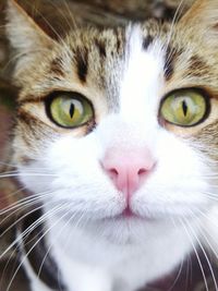 Close-up portrait of cat