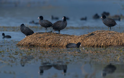 Birds perching on a lake