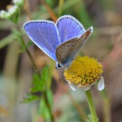 Close-up of butterfly pollinating flower 