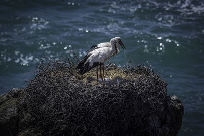 Storks perching on nest by sea