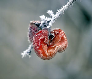 Close-up of frozen plant