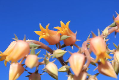 Low angle view of flowering plants against blue sky