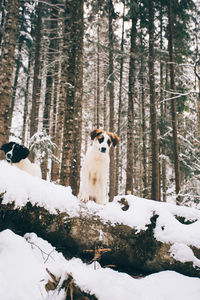 Dog on snow covered trees in forest