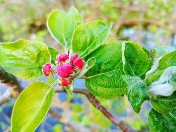 Close-up of pink flowering plant