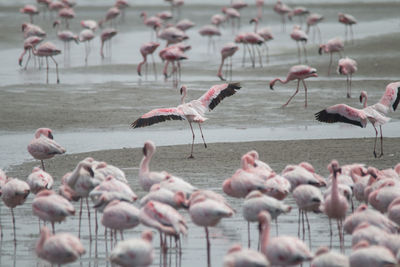 Flock of birds in lake