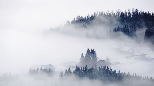 Scenic view of trees in forest during foggy weather