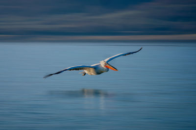 Bird flying over lake