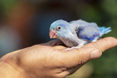 Cropped image of hand holding small bird