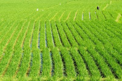 High angle view of field