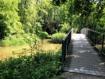 Footpath amidst trees and plants in lake