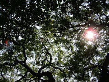 Low angle view of trees against sky on sunny day