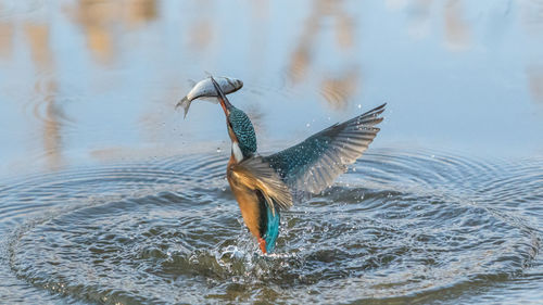 Bird in water