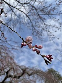 Close-up of cherry blossoms in spring