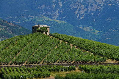 Scenic view of agricultural field against mountain range