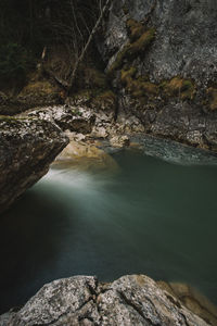 Scenic view of river in forest