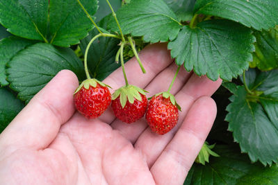 Cropped image of hand holding strawberries