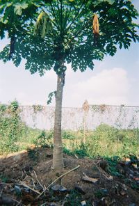 Tree on field against sky