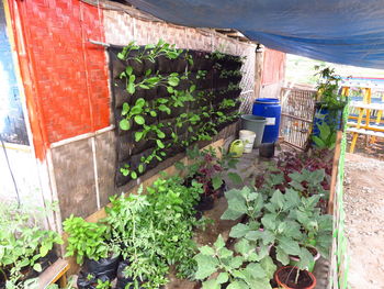 Plants growing on brick wall