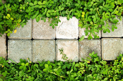 Directly above shot of ivy growing on wall