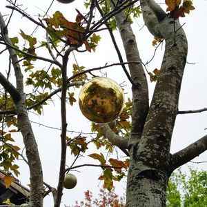 Low angle view of fruits on tree