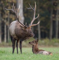 Deer family field