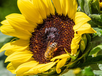 Close-up of sunflower