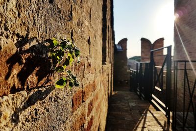 Close-up of plants against wall