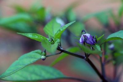 Close-up of purple flowers