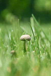 Close-up of mushroom growing on field