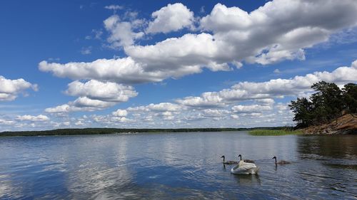 Swans swimming in lake against sky