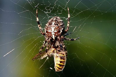 Close-up of spider web