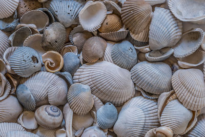 Full frame shot of seashells