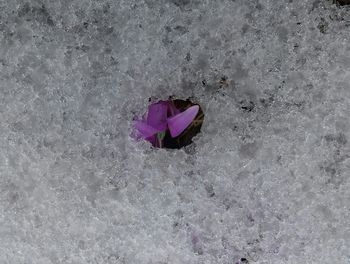 High angle view of pink flower floating on snow