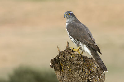 Close-up of bird perching on wood