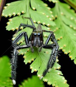 Close-up of spider on leaf