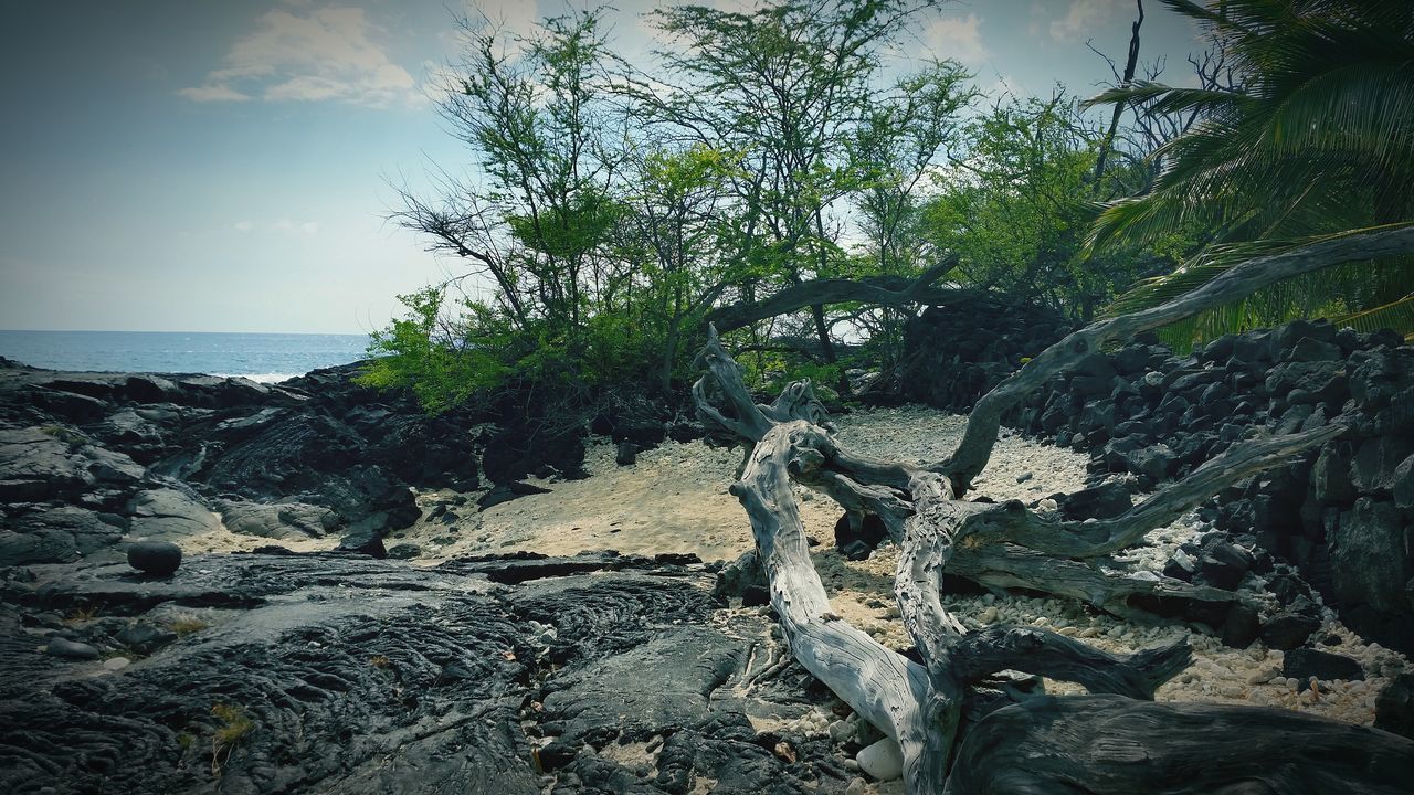 sea, sky, tree, tranquility, water, beach, tranquil scene, nature, scenics, beauty in nature, rock - object, horizon over water, shore, sand, growth, day, branch, outdoors, plant, sunlight