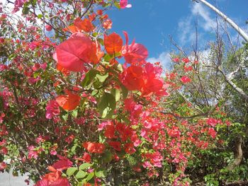 Red flowers blooming on tree against sky