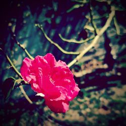 Close-up of pink rose blooming outdoors