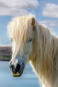 Close-up of horse