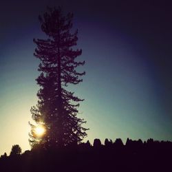 Low angle view of silhouette trees against sky at sunset