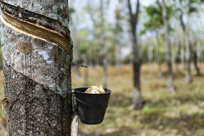 Close-up of leaf on tree trunk in forest