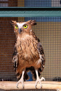 Close-up of owl perching outdoors