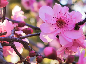 Close-up of pink cherry blossom